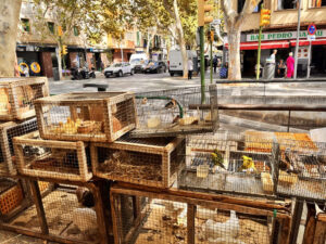 Mercat Perre Garau Palma de Mallorca