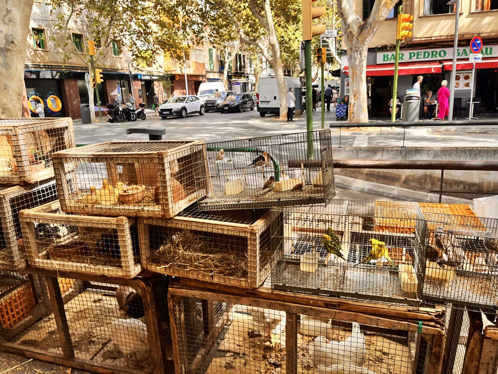 Mercat Perre Garau Palma de Mallorca