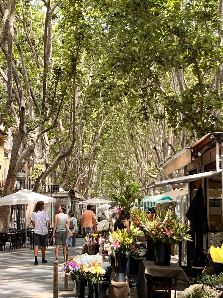 Palma de MallorcaAltstadt – ein Ort voller Magie, Geschichte und mediterranem Flair